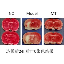 南京英瀚斯(图)-动物肝部分切除模型-江宁肝部分切除模型