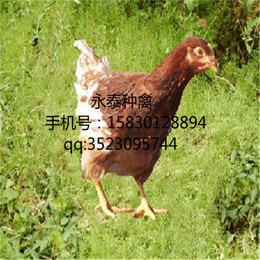 永泰种禽公司-安阳蛋鸡-养殖蛋鸡