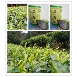 广州绿茶加工绿茶不是越绿越好的绿茶小知识