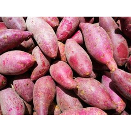 红薯地瓜等农产品出口的具体流程