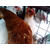 呼伦贝尔海兰褐种鸡-永泰种禽公司-海兰褐种鸡厂家缩略图1