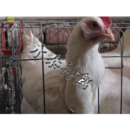 罗曼灰种鸡养殖场-种鸡养殖场-藁城永泰种禽(查看)