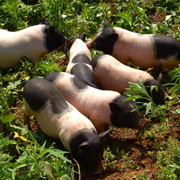 济宁兴利*(图)-巴马香猪养殖-巴马香猪