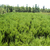 广西绿化苗木销售-江苏美宗园林公司-常用绿化苗木销售缩略图1