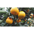 柑橘品种哪个前景好-岗峰农场(在线咨询)-柑橘苗缩略图1