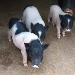 济宁兴利*(图)-巴马香猪养殖-焦作巴马香猪
