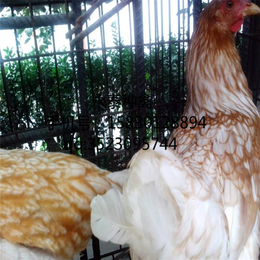 蛋鸡养殖场-铜仁市蛋鸡-永泰种禽厂