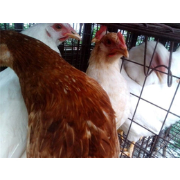 罗曼褐种鸡养殖场-种鸡养殖场-永泰种禽