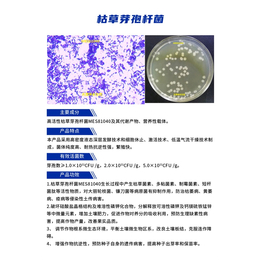 枯草芽孢*厂家-坤禾生物(在线咨询)-山东枯草芽孢*