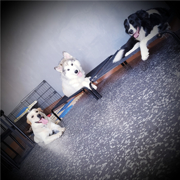 狗狗训练-独得恩宠宠物训练-惠济区哪里有狗狗训练学校