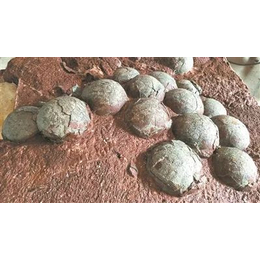 漳州恐龙蛋化石鉴定交易