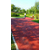 新乡供应彩色砂浆用铁红金刚石地坪*路面砖彩砖瓦用铁红缩略图3