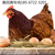 罗曼褐蛋鸡青年鸡夏季大放送 80天罗曼褐卖70天的价缩略图2