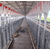 设计安装养猪设备自动化猪场上料设备 生产厂家 猪场自动料线缩略图4