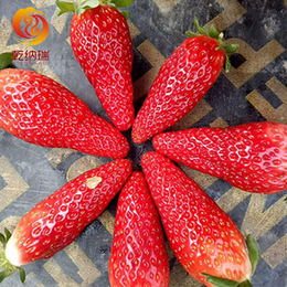 粉玉草莓苗供应-粉玉草莓苗-乾纳瑞农业