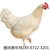 鹤壁市惠民青年鸡均匀度85以上产蛋率90以上罗曼灰青年鸡缩略图2