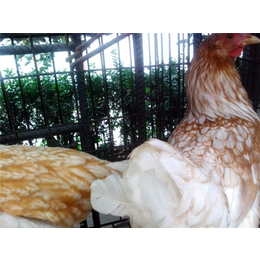 成都京粉种鸡-永泰种禽有限公司-京粉种鸡养殖场