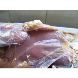 鸡90天*滑液囊支原体影响鸡滑液囊支原体的危害缩略图