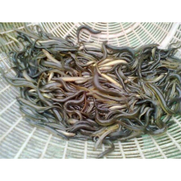 泥鳅养殖成本-武汉农科大(在线咨询)-南充泥鳅养殖