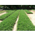 园林绿化苗木种植基地-绿化苗木种植基地-政道农业苗木种植缩略图1