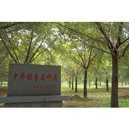 北京银杏树基地-邳州森林木银杏基地-种植银杏树基地