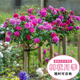 吉华月季质优价低(在线咨询)-运城盆栽月季-大花盆栽月季