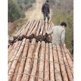 绿化杉木桩公司-南京绿化杉木桩-小查木业(查看)