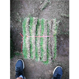 人工草坪-绿苑园林工程(在线咨询)-黄石草坪