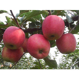 栖霞苹果苗基地-双宝果树(在线咨询)-威海苹果苗基地