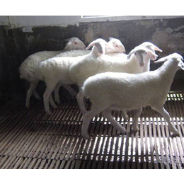 养殖用竹羊床厂家-咸宁市盛义竹业(在线咨询)-养殖用竹羊床