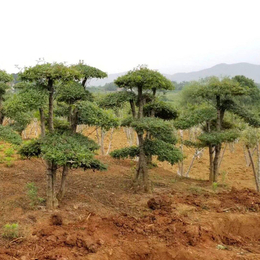 对节白蜡盆景多少钱-牡丹江对节白蜡盆景-红宇园林绿化有限公司