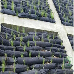 生态护坡袋施工方案-*河道护坡绿化-锡林郭勒盟护坡袋