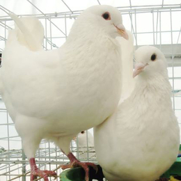 兴利动物租赁常年供应(图)-肉鸽养殖技术-沧州肉鸽