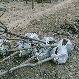 志峰纺织(图)-树木移植布专卖-树木移植布