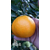 湖南基地明日见柑橘苗杯苗品质保障签订合同顺丰包邮缩略图1