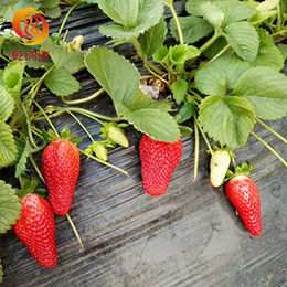 乾纳瑞农业-2020年全明星草莓苗多少钱一-全明星草莓苗