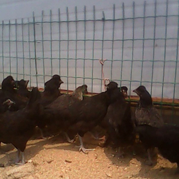 黑康鸡-永泰种禽-黑康鸡吃的什么