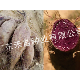 脱毒红薯苗优良品种-禾苗种业(在线咨询)-红薯苗