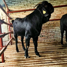 供应旺源养殖场努比亚黑山羊种公羊怀孕母羊小羊仔缩略图