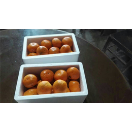 由良特早熟柑橘种苗-岗峰农场——不容错过
