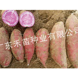 红心蜜红薯种苗-禾苗种业(在线咨询)-通辽红薯种苗