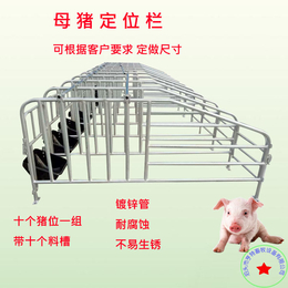养猪设备母猪*栏限位栏可定做*镀锌管一组十个猪位