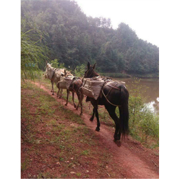 铜陵爱年骡马运输工程(图)-骡马运输价格-安庆骡马运输