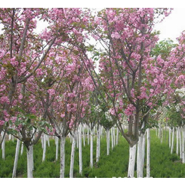 台州2公分樱花价格-合顺园林