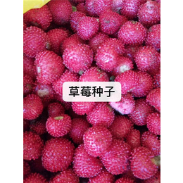 草莓种子哪家好-无锡芳东绿化种苗公司-德阳草莓种子