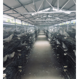 天明种鸽养殖高成活率-规模化肉鸽养殖技术指导电话