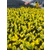 韵可园林(图)-金冠黄杨树苗基地-金冠黄杨树苗缩略图1