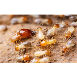 白蚁防治-新科白蚁防治机构-白蚁防治工程