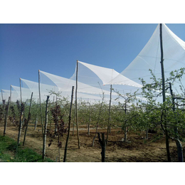 防雹网果园白色果树大棚防冰网耐老化防冰雹网塑料网防鸟网
