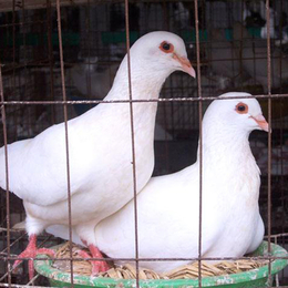 肉鸽养殖-衡水肉鸽-兴利动物租赁长年承接(图)